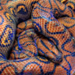 Meet your Posher, O'darrius